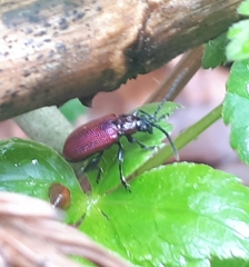 Sangariola punctatostriata