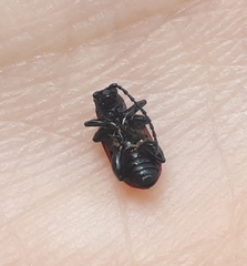 Sangariola punctatostriata