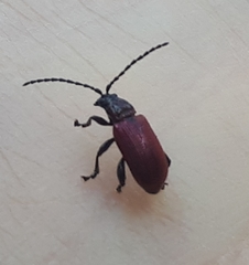 Sangariola punctatostriata