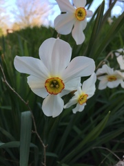 Narcissus poeticus