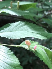Tetraneura