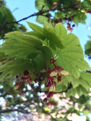 Acer japonicum