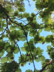 Acer japonicum