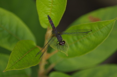 Erythrodiplax fervida