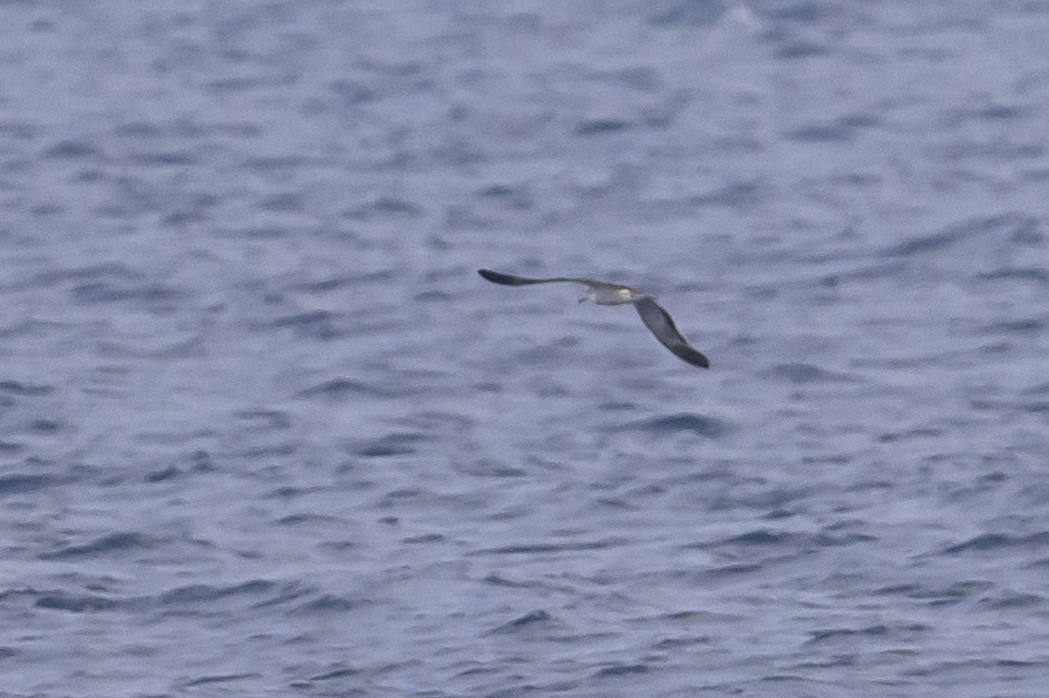 Streaked Shearwater