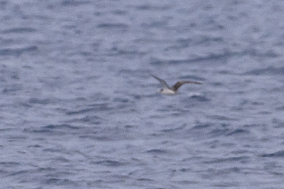Streaked Shearwater
