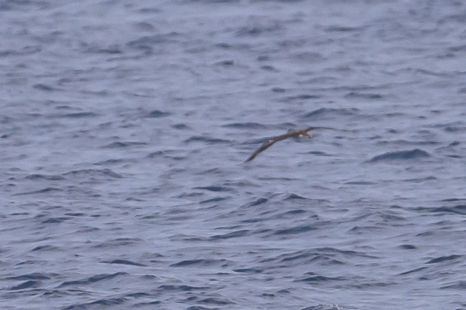Streaked Shearwater