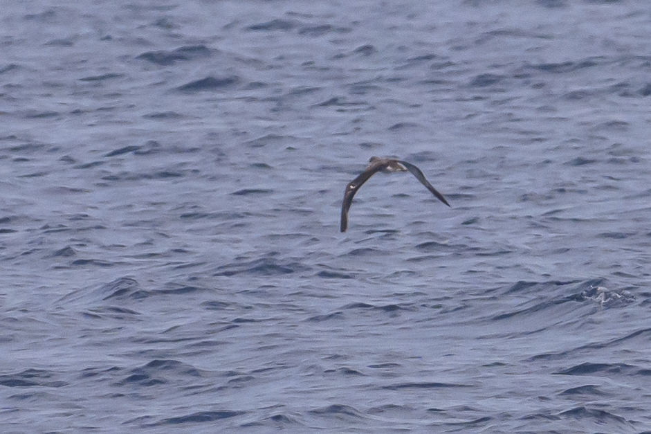 Streaked Shearwater