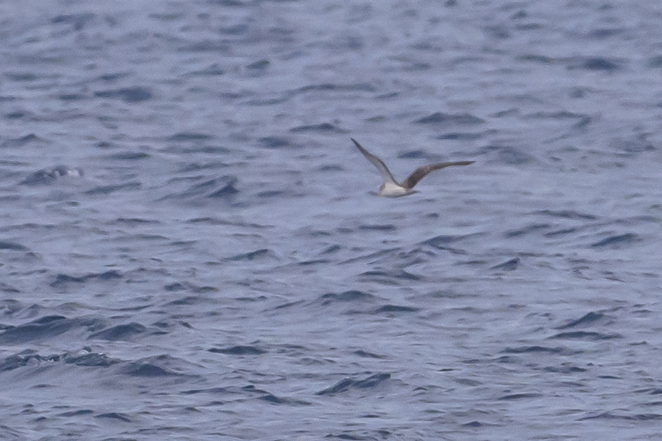 Streaked Shearwater