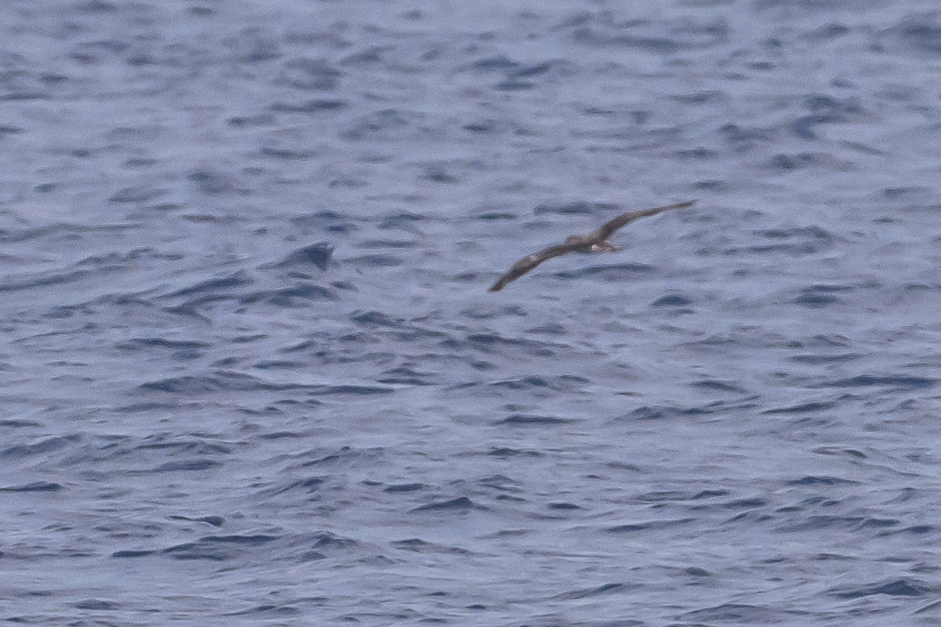 Streaked Shearwater