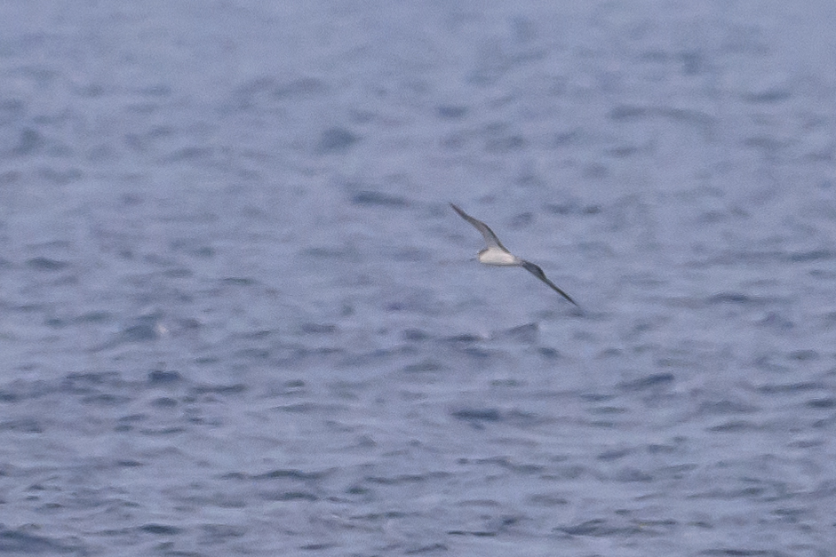 Streaked Shearwater