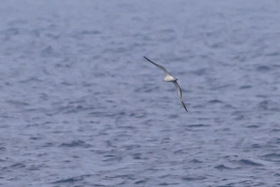 Streaked Shearwater