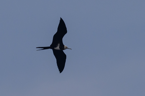 Lesser Frigatebird