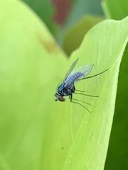 Condylostylus armipes