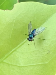 Condylostylus armipes