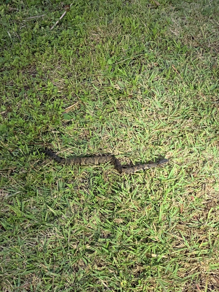 Florida Cottonmouth from Parque Nacional Everglades, Homestead, FL, US ...