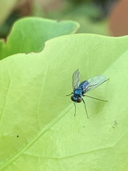 Condylostylus armipes