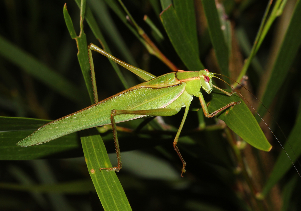 Caedicia marginata