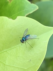 Condylostylus armipes