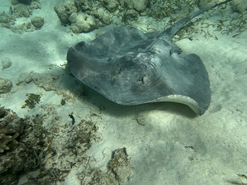 Caribbean Whiptail Stingray from Caribbean Sea, Corozal, BZ on January ...