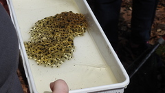 Lithobates sylvaticus