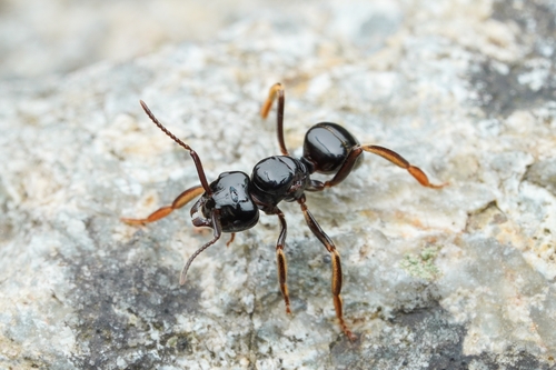 大毛蚁Lasius spathepus