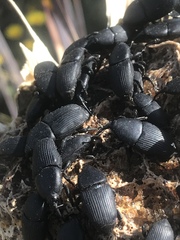 Scyphophorus yuccae