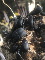 Scyphophorus yuccae