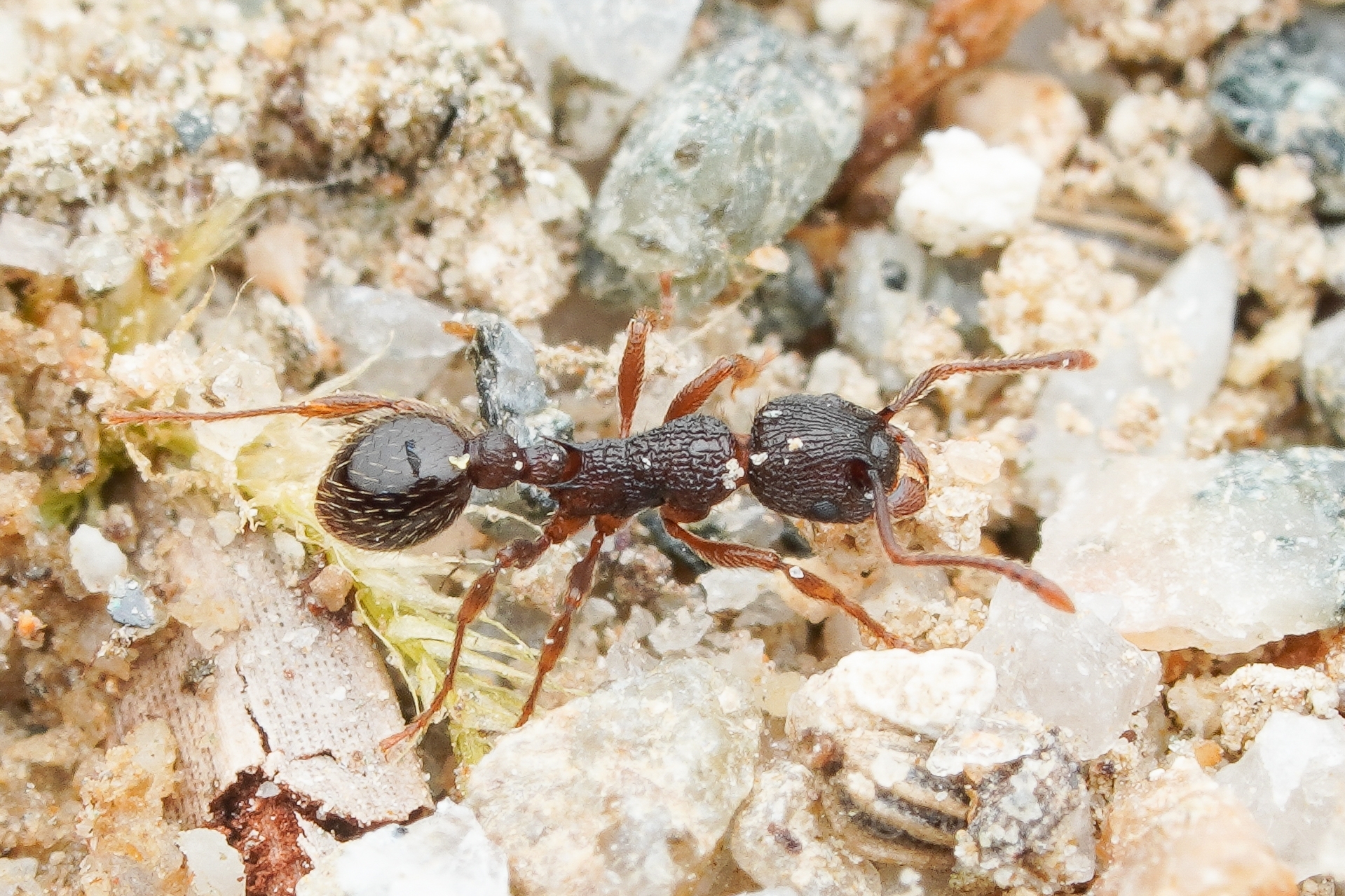 Myrmica jessensis
