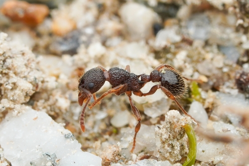 吉市红蚁Myrmica jessensis