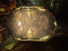 Enigmatic Leaf Turtle photo 5