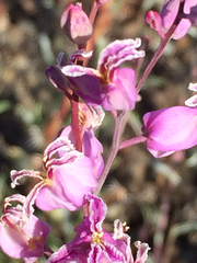 Streptanthus glandulosus glandulosus