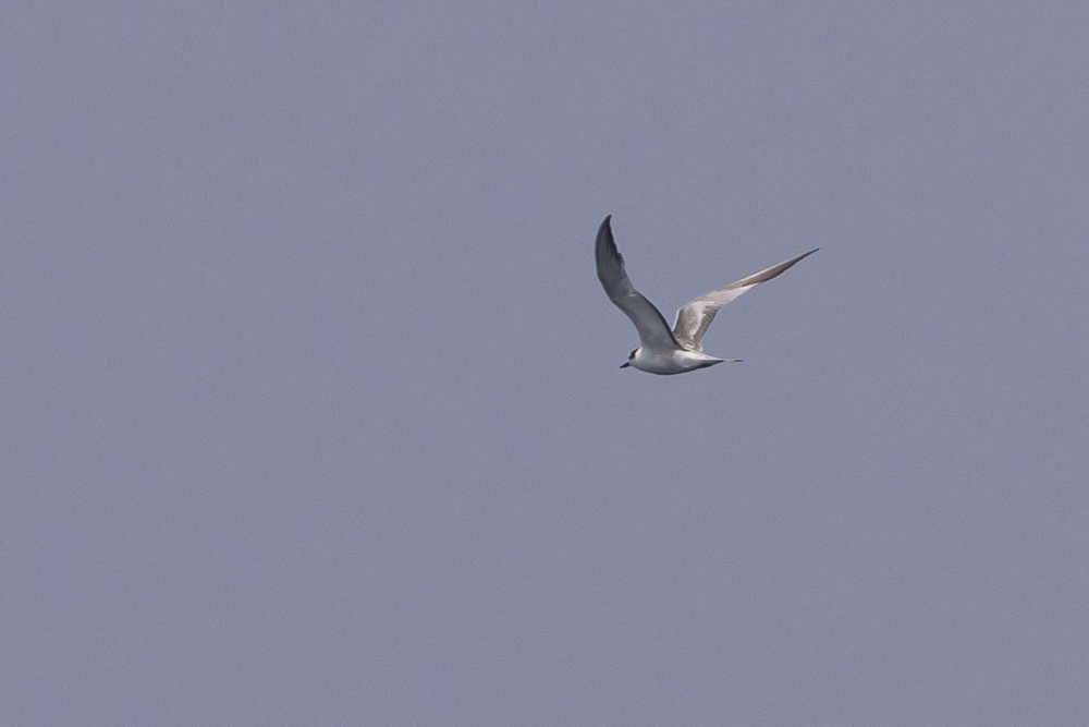 Aleutian Tern