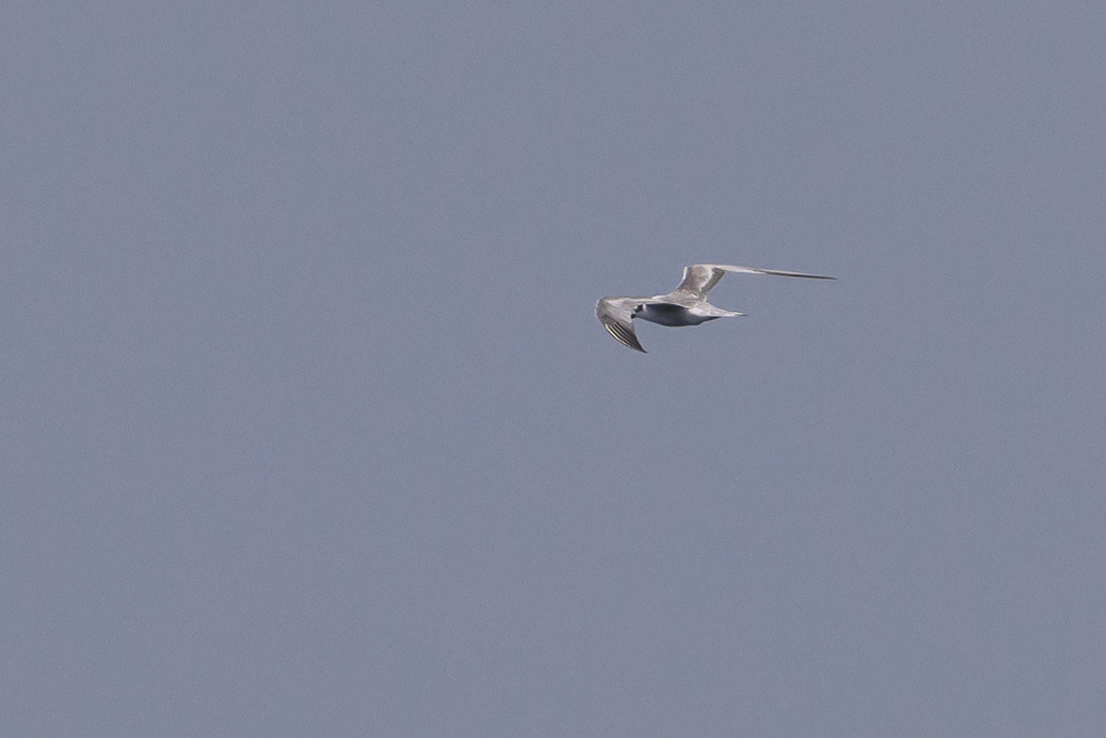 Aleutian Tern