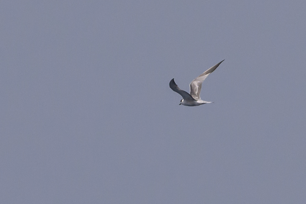 Aleutian Tern