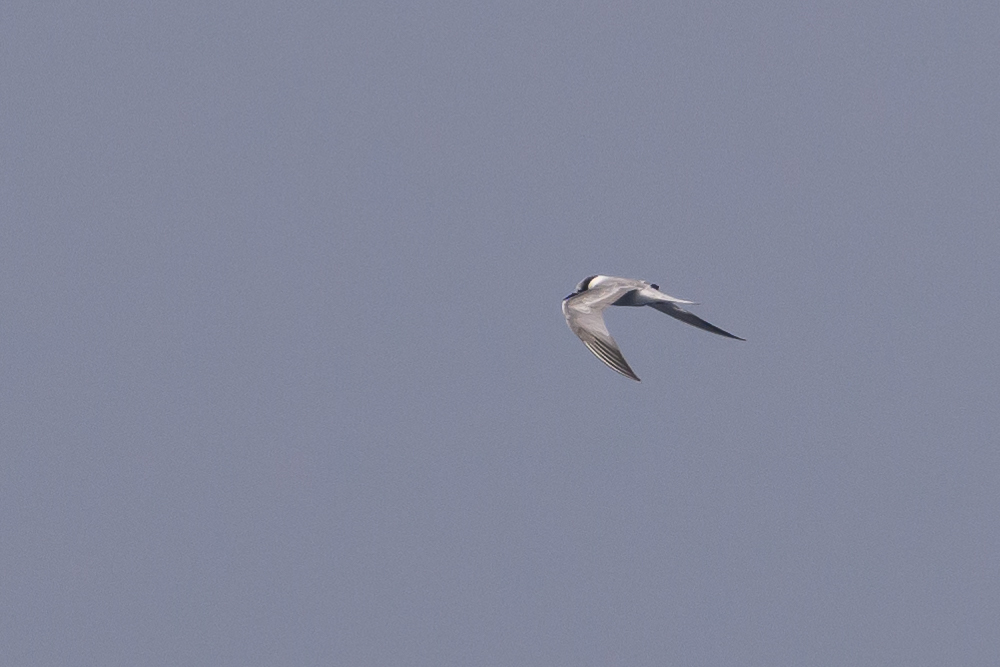 Aleutian Tern