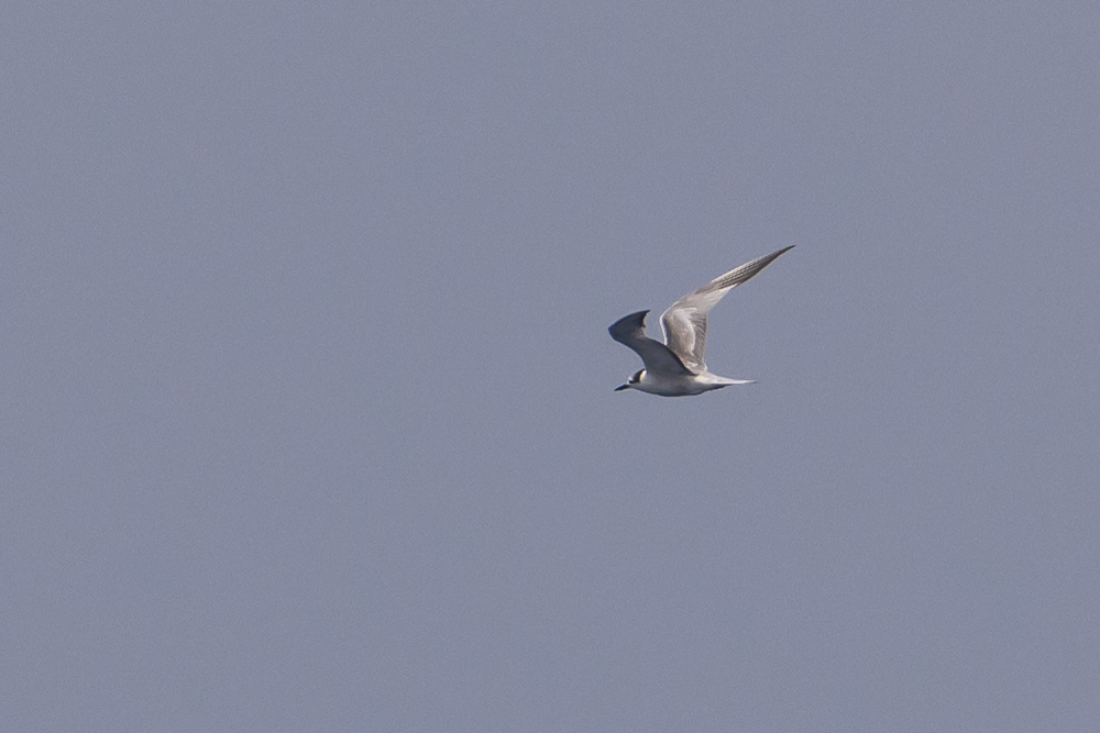 Aleutian Tern