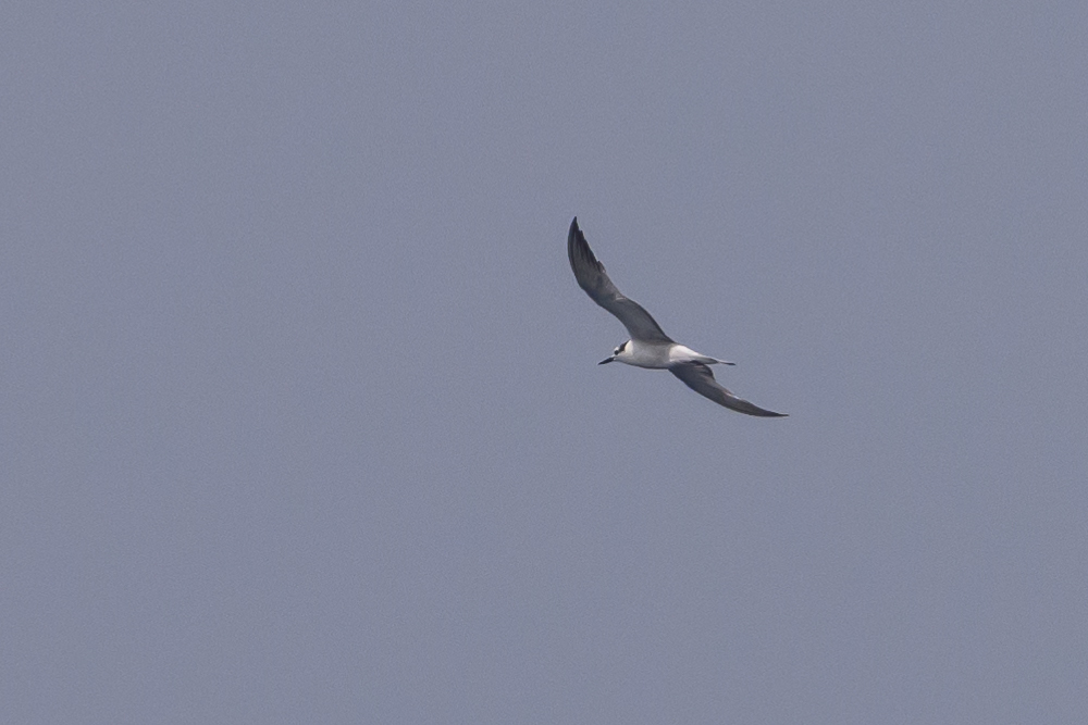Aleutian Tern