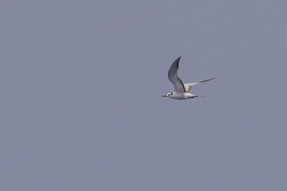 Aleutian Tern