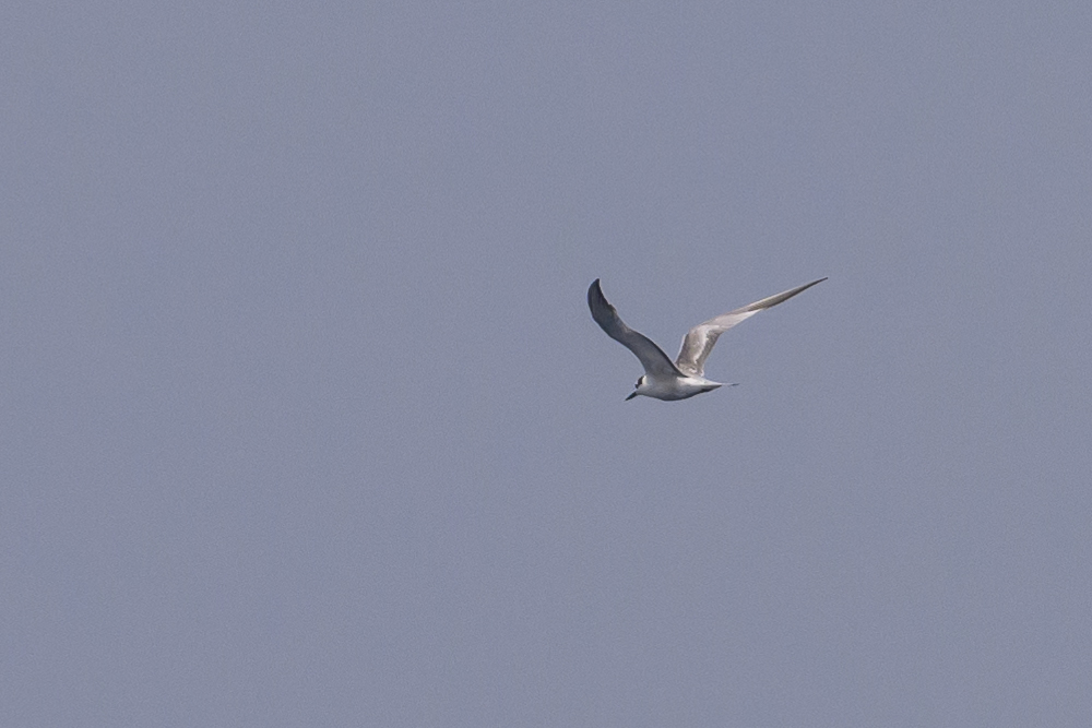 Aleutian Tern