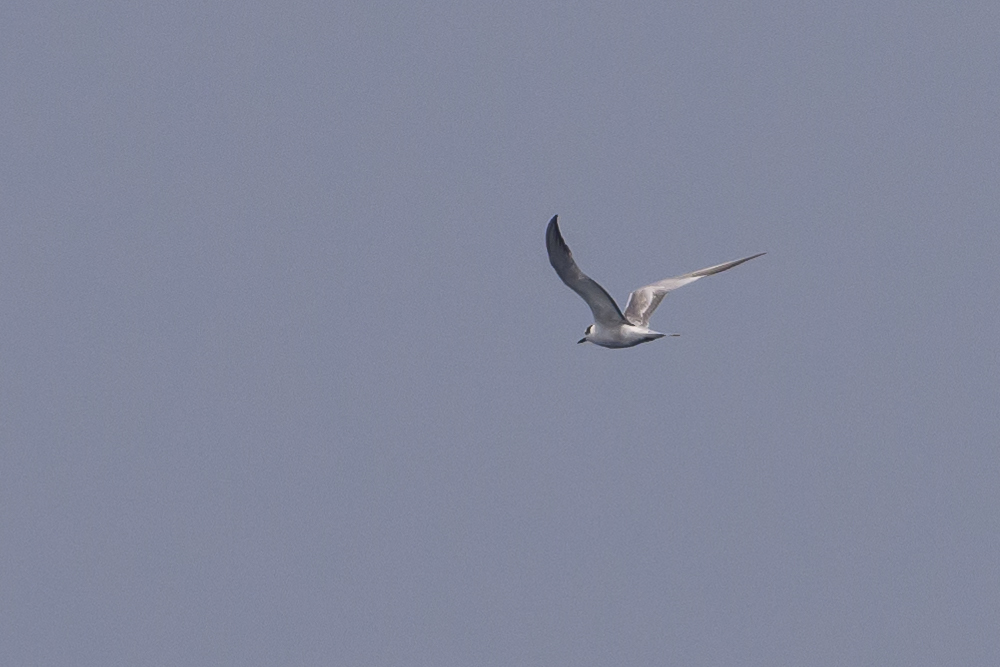 Aleutian Tern