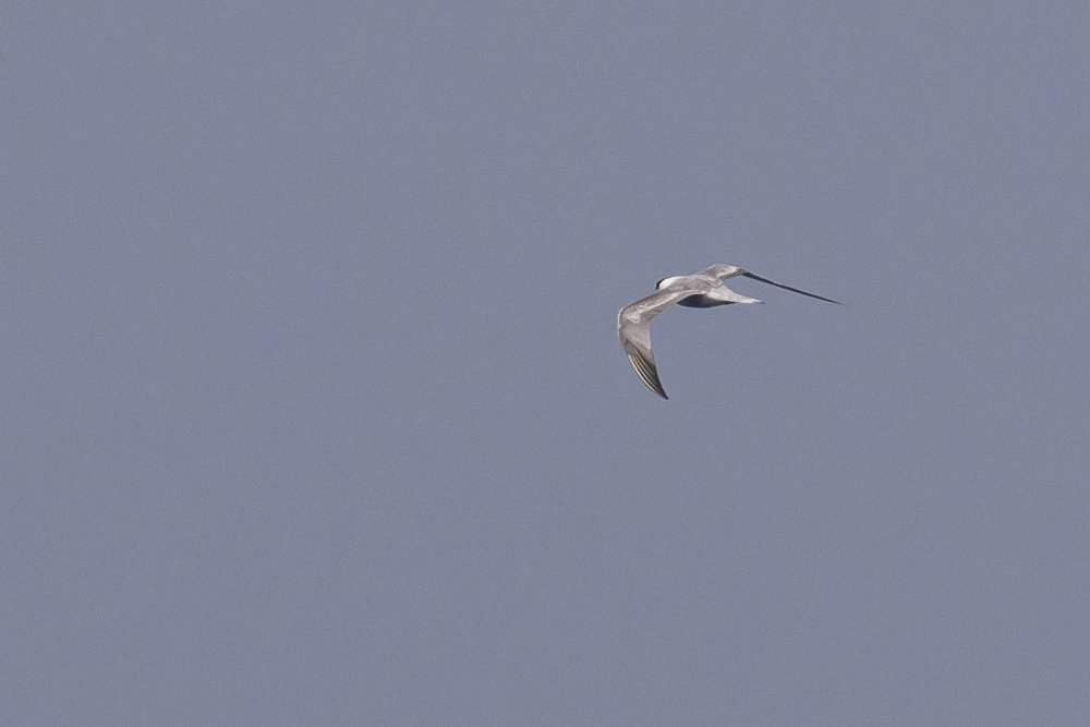 Aleutian Tern