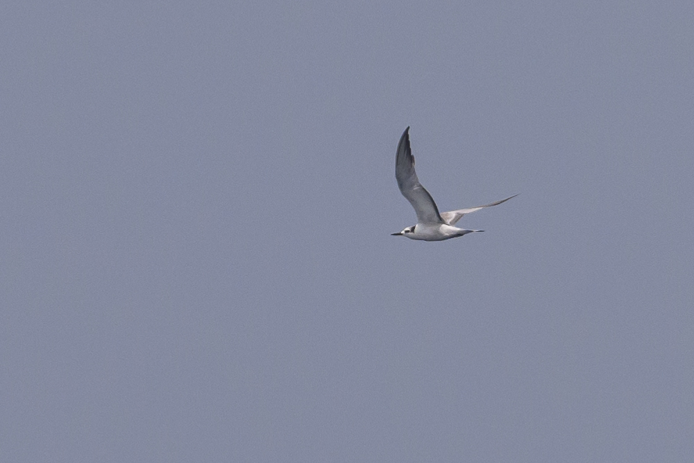 Aleutian Tern