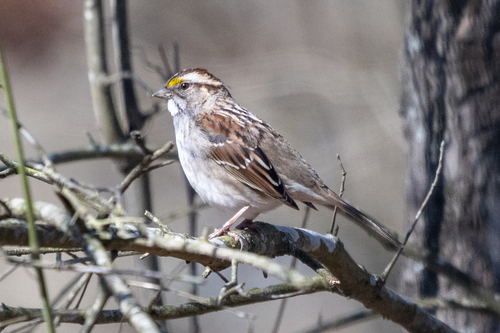 White-throated Sparrow photographed in Arkansas