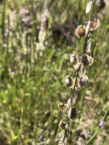 iNaturalist observation photo of sand fringepod