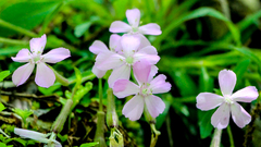 Silene caroliniana