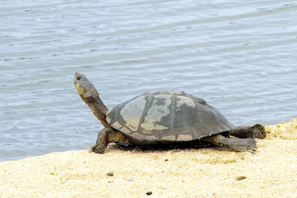 Serrated Hinged Terrapin from Tshokwane, South Africa on October 17 ...