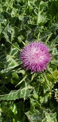 Silybum marianum
