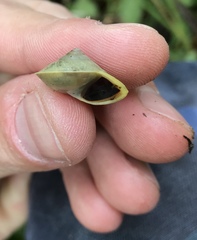 Helicina steindachneri