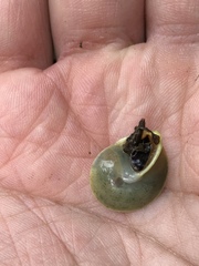 Helicina steindachneri